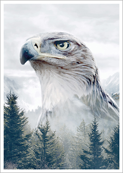 Faunascapes Art Print Caucasian Eagle