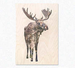 Faunascapes Plywood Print Moose