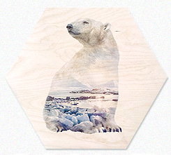 Faunascapes Plywood Print Polar Bear