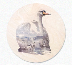 Faunascapes Plywood Print Swan