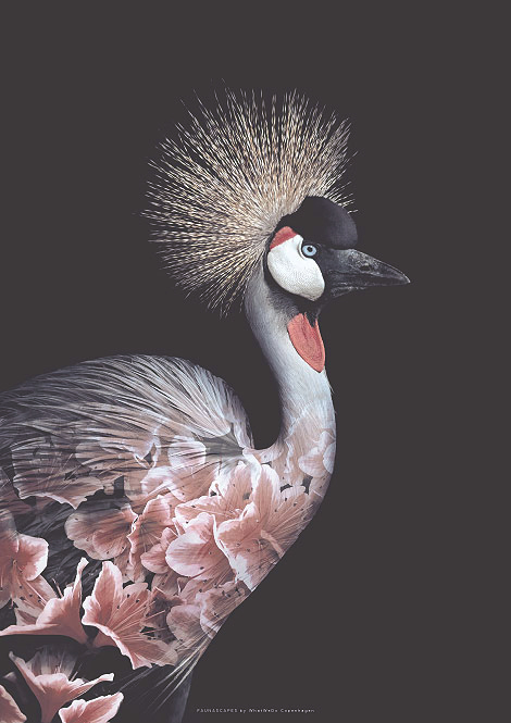 Faunascapes Flower Portrait Crowned Crane