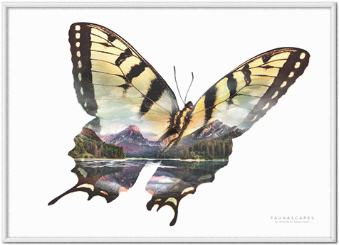 Faunascapes Butterflies Golden Mountain Lake