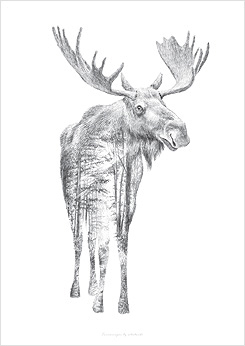 Faunascapes Pencil Drawing Moose