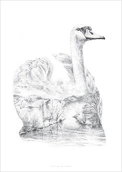Faunascapes Pencil Drawing Swan