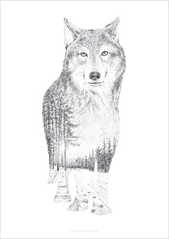 Faunascapes Pencil Drawing Wolf